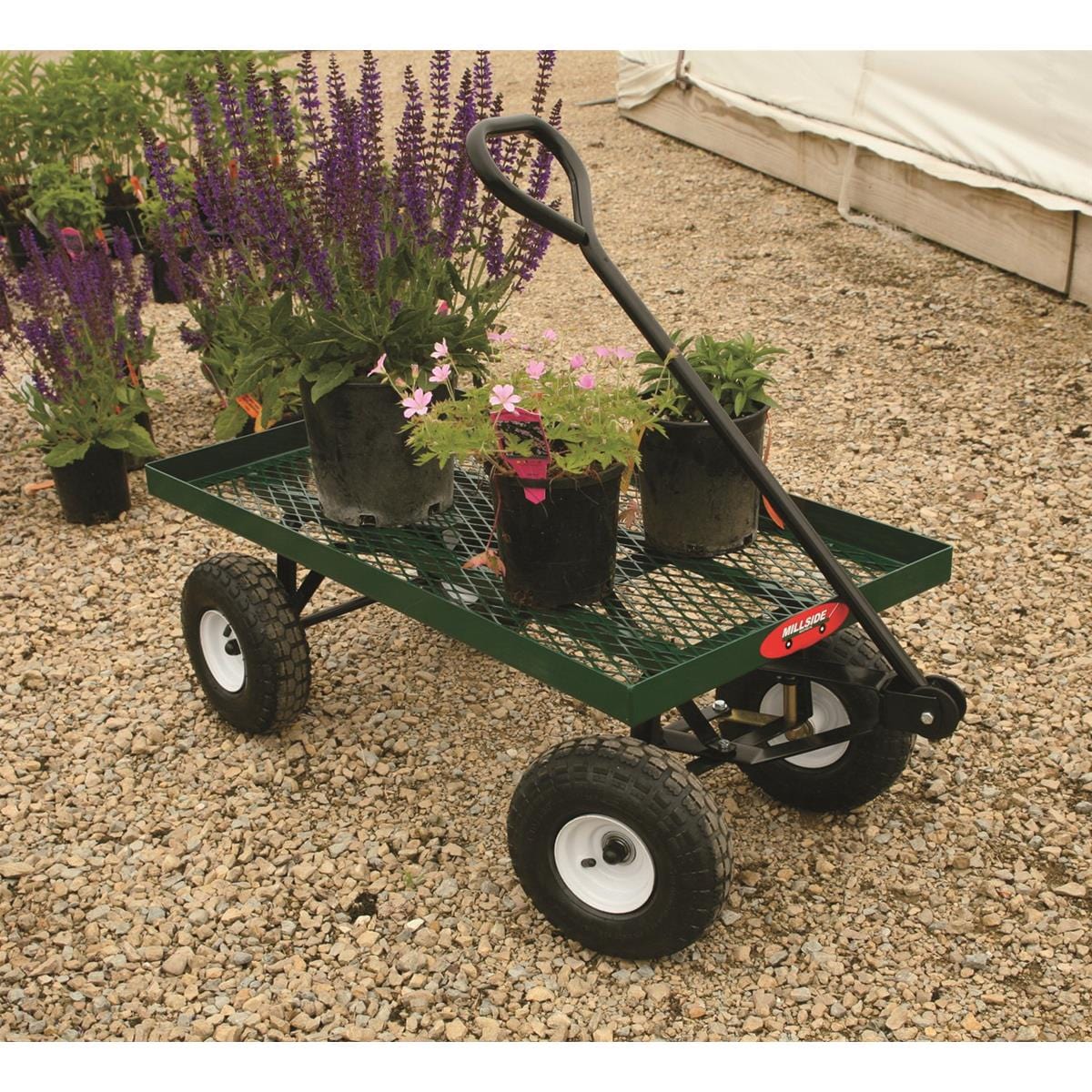 AM Leo Store 36 AM Leo Store -AM Leo Store