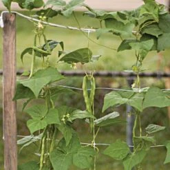 Trellis Netting, 4ft Height X 50ft Length By Hortonova 34 Trellis Netting, 4ft Height X 50ft Length By Hortonova -AM Leo Store htn450 14