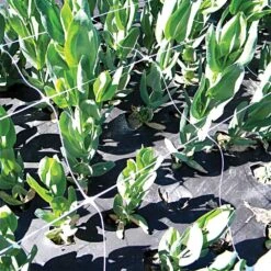 Trellis Netting, 4ft Height X 50ft Length By Hortonova 38 Trellis Netting, 4ft Height X 50ft Length By Hortonova -AM Leo Store htn450 18