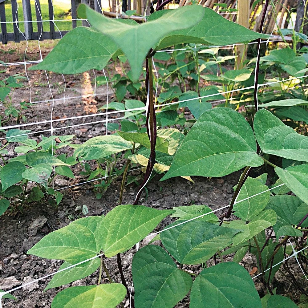 Trellis Netting, 4ft Height X 50ft Length By Hortonova 6 Trellis Netting, 4ft Height X 50ft Length By Hortonova - Image 6