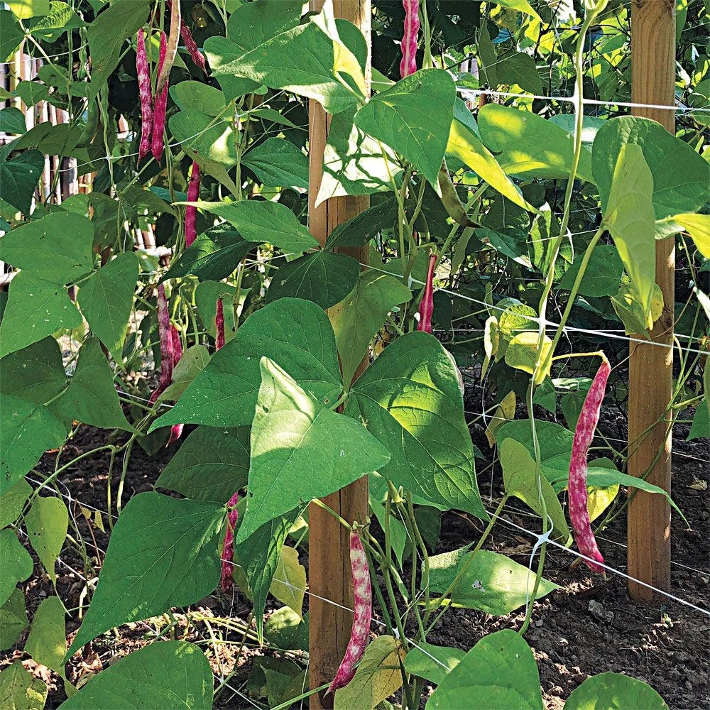 Trellis Netting, 4ft Height X 50ft Length By Hortonova 7 Trellis Netting, 4ft Height X 50ft Length By Hortonova - Image 7