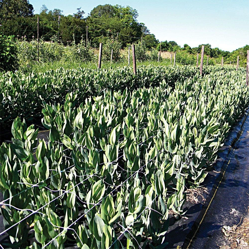 Trellis Netting, 4ft Height X 50ft Length By Hortonova 9 Trellis Netting, 4ft Height X 50ft Length By Hortonova - Image 9