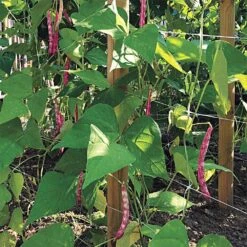 Trellis Netting, 6-1/2ft Height X 30ft Length By Hortonova -AM Leo Store tn630 15