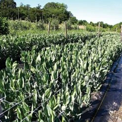 Trellis Netting, 6-1/2ft Height X 30ft Length By Hortonova -AM Leo Store tn630 18