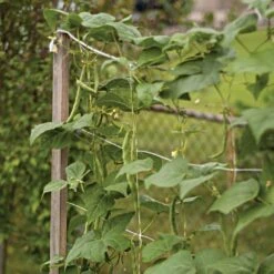 Trellis Netting, 6-1/2ft Height X 30ft Length By Hortonova -AM Leo Store tn630 7